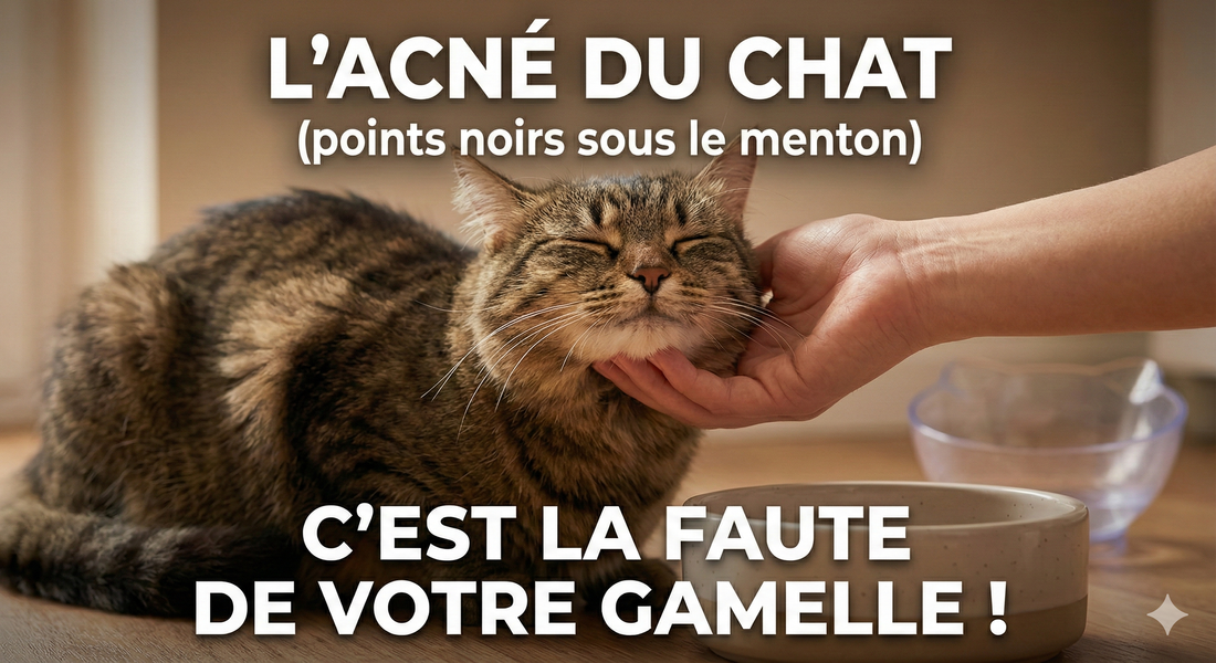 L'Acné du Chat (points noirs sous le menton) : C'est la faute de votre gamelle !