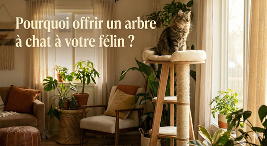 Pourquoi offrir un arbre à chat à votre félin ? Plus qu'un jouet, un besoin vital !