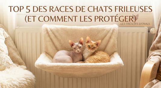 Top 5 des races de chats les plus frileuses (et comment les protéger du froid)