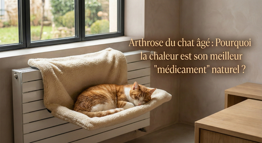 Arthrose du chat âgé : Pourquoi la chaleur est son meilleur "médicament" naturel ? (Guide Complet)