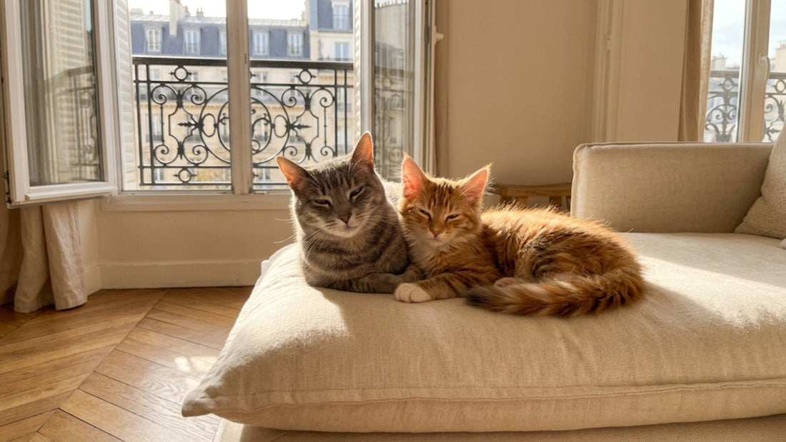 Chat heureux — 20 signes de bien-être félin, checklist complète avec Owly & Moka — Les Trésors d'Owka