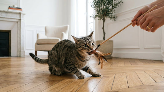 Chat qui mord — les 6 types de morsures félins expliqués et comment y répondre — Les Trésors d'Owka