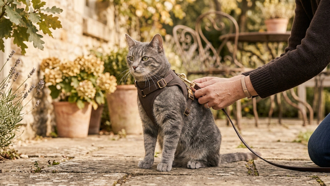 Ajustement d'un harnais anti-fugue sur un chat tigré gris pour éviter l'évasion — Les Trésors d'Owka