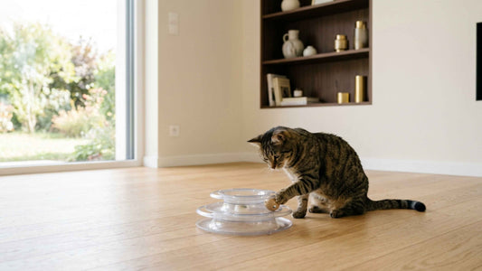Chat tigré jouant seul avec une balle interactive dans un salon lumineux — Les Trésors d'Owka
