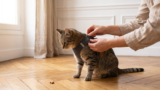 Comment mettre un harnais à son chat : technique d'enfilage douce avec friandise — Les Trésors d'Owka