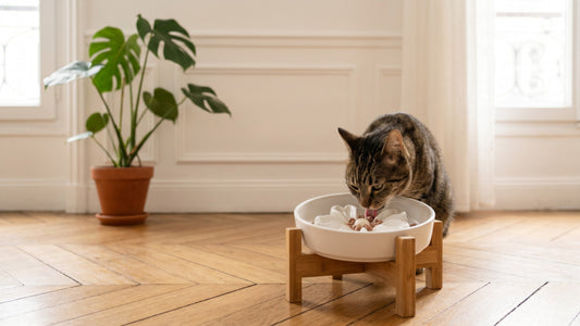 Gamelle ludique anti-glouton pour chat en céramique sur support bambou — Les Trésors d'Owka