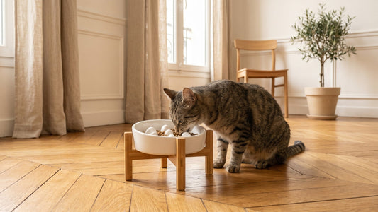 Gamelle surélevée pour chat : pourquoi la hauteur change tout pour la santé digestive