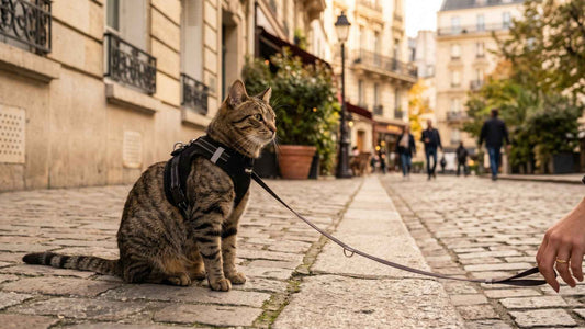 Harnais gilet pour chaton léger et ajustable pour premières sorties en laisse — Les Trésors d'Owka