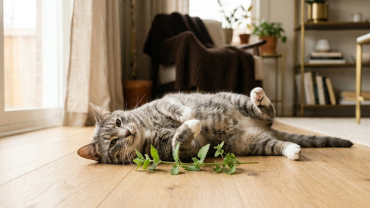 Herbe à chat : effets, cataire et mode d'emploi
