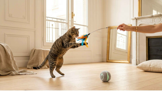 Chat jouant avec une canne à pêche tenue par sa propriétaire à côté d'une balle automatique, Les Trésors d'Owka