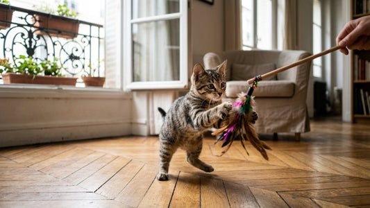 Jouets pour chaton — essentiels des 6 premiers mois pour un développement équilibré — Les Trésors d'Owka
