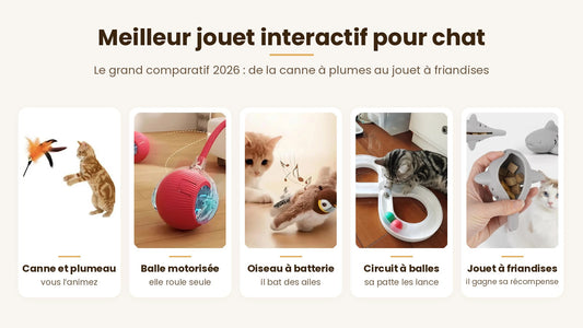 Canne à plumes, balle qui roule seule, oiseau à batterie, circuit et jouet à friandises comparés — Les Trésors d'Owka