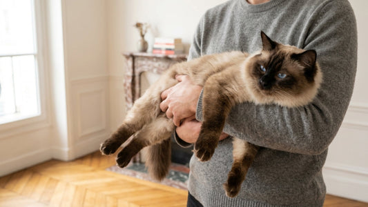 Ragdoll — caractère câlin, santé, vie en appartement et comparatif Maine Coon — Les Trésors d'Owka