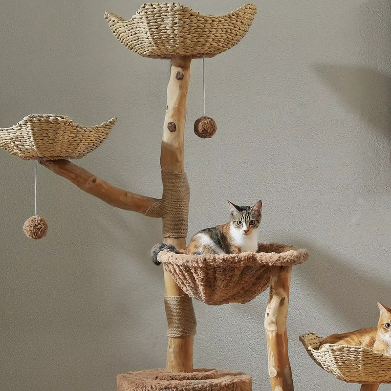 Arbre à Chat