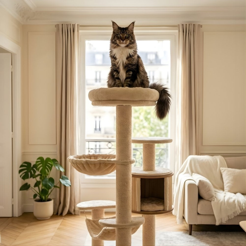 UN MAINE COON N'EST PAS UN CHAT ORDINAIRE