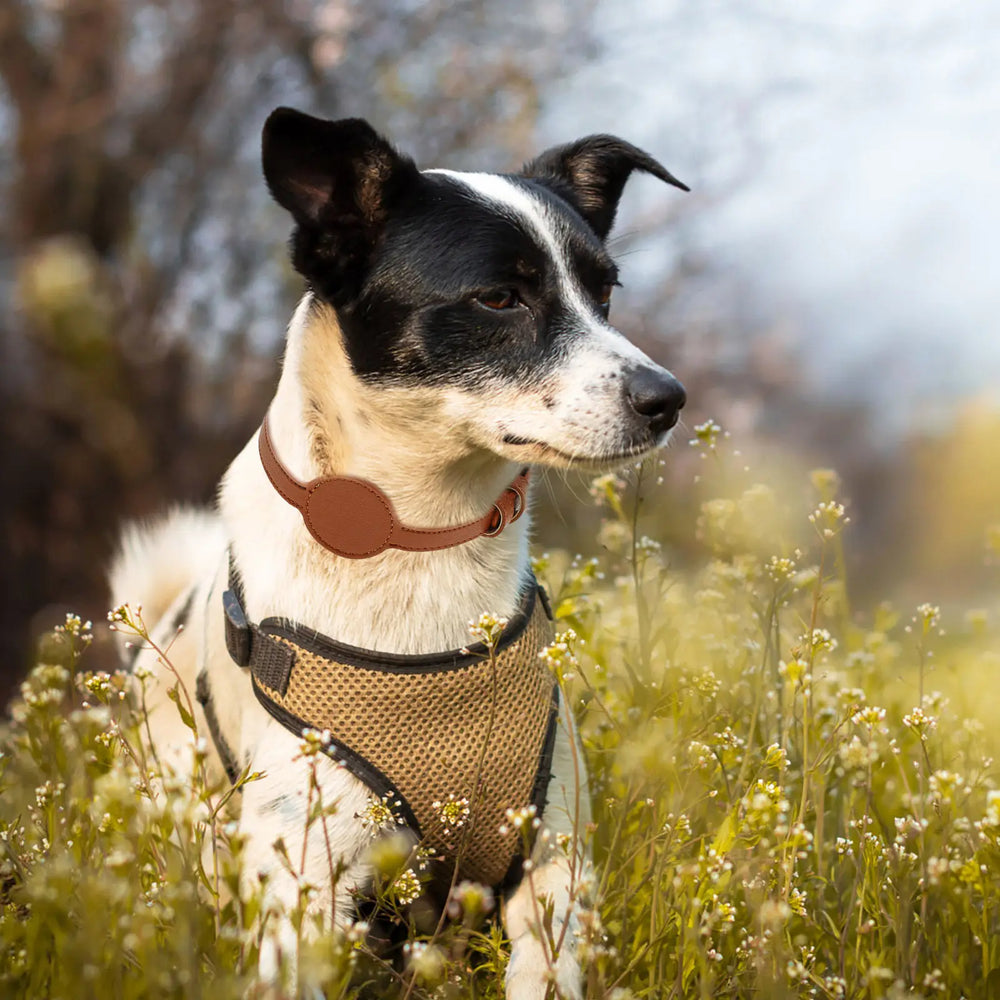 POUR CHATS ET PETITS CHIENS