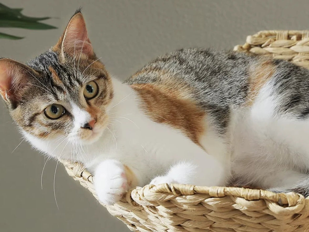Chat tricolore installé dans un panier tressé de l'arbre à chat bois à branches de poirier — Les Trésors d'Owka
