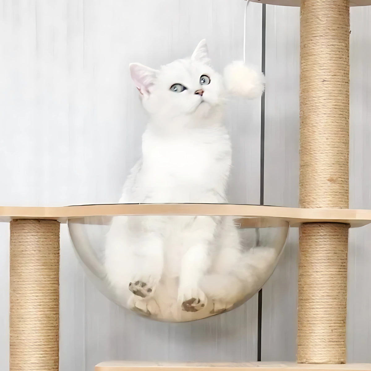 Arbre à chat design en bois clair naturel avec capsule spatiale transparente, niche moderne style chalet et plateformes scandinaves épurées pour chats.