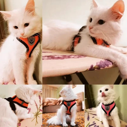Mosaïque de photos clients montrant un chat blanc portant un harnais pour chat orange et rose en maille respirante. Ce harnais chat sécurisé possède des bandes réfléchissantes et un logo central pour une visibilité optimale. Un harnais confortable et ajustable validé par les propriétaires d'animaux pour une utilisation quotidienne en intérieur comme en extérieur.