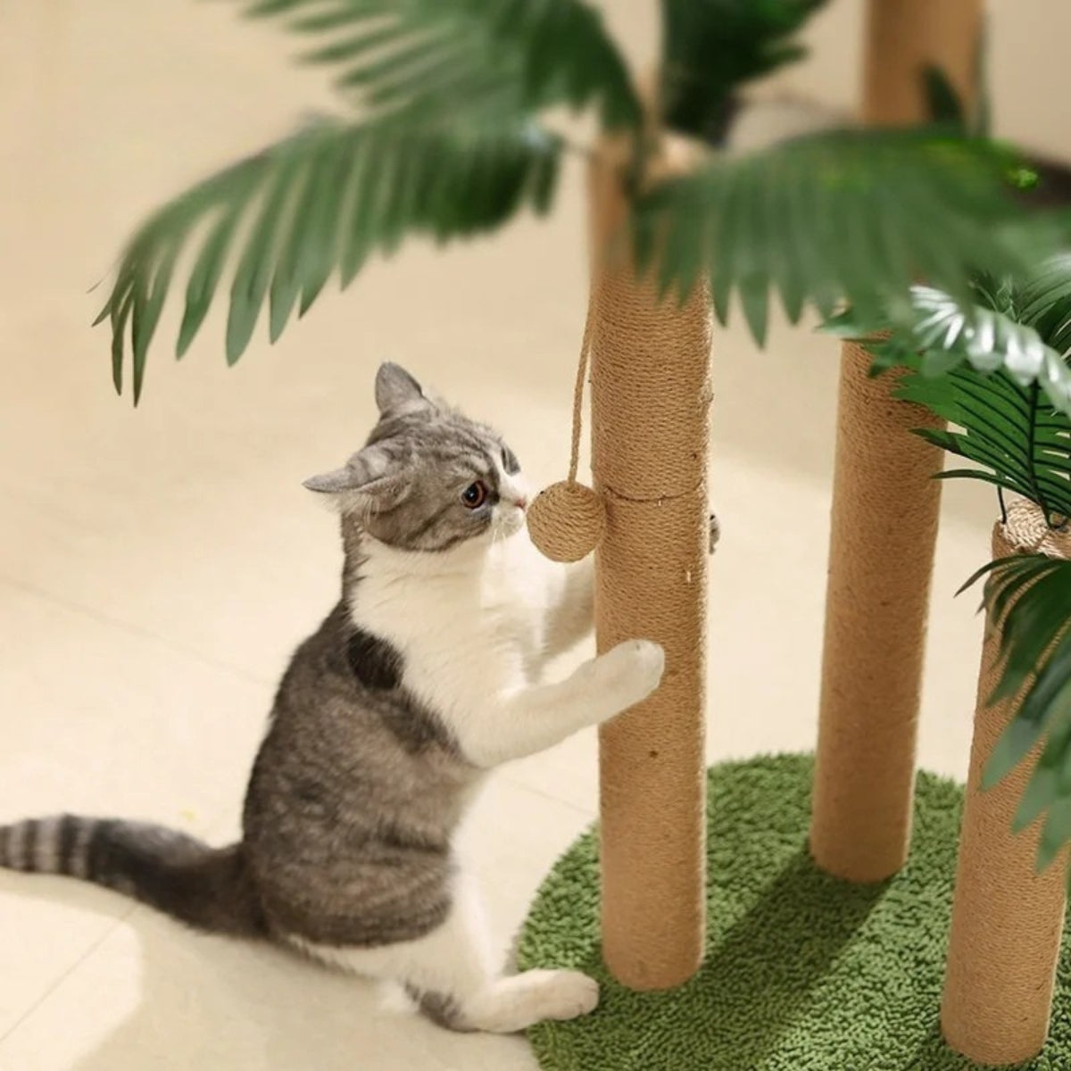 Chat tigré et blanc s'étirant pour faire ses griffes sur un poteau en corde de chanvre d'un arbre à chat design en forme de palmier avec balle de jeu suspendue.