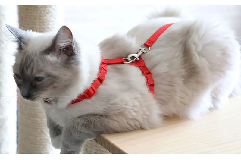 Chat à poils longs portant un harnais pour chat rouge vif en nylon de type H. Ce harnais chat ajustable est doté d'une laisse sécurisée avec mousqueton métallique. Idéal comme harnais animaux anti-traction, il offre un confort optimal et une sécurité maximale pour les promenades, s'adaptant parfaitement à la morphologie de l'animal sans gêner ses mouvements.