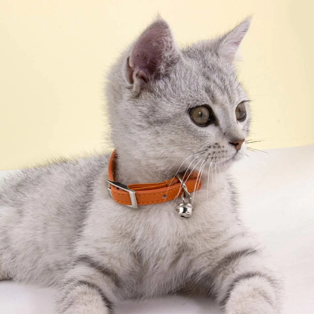 Jeune chaton gris tigré portant un collier en cuir orange vif avec boucle métallique argentée et petit grelot, mettant en avant le confort et le style du produit.