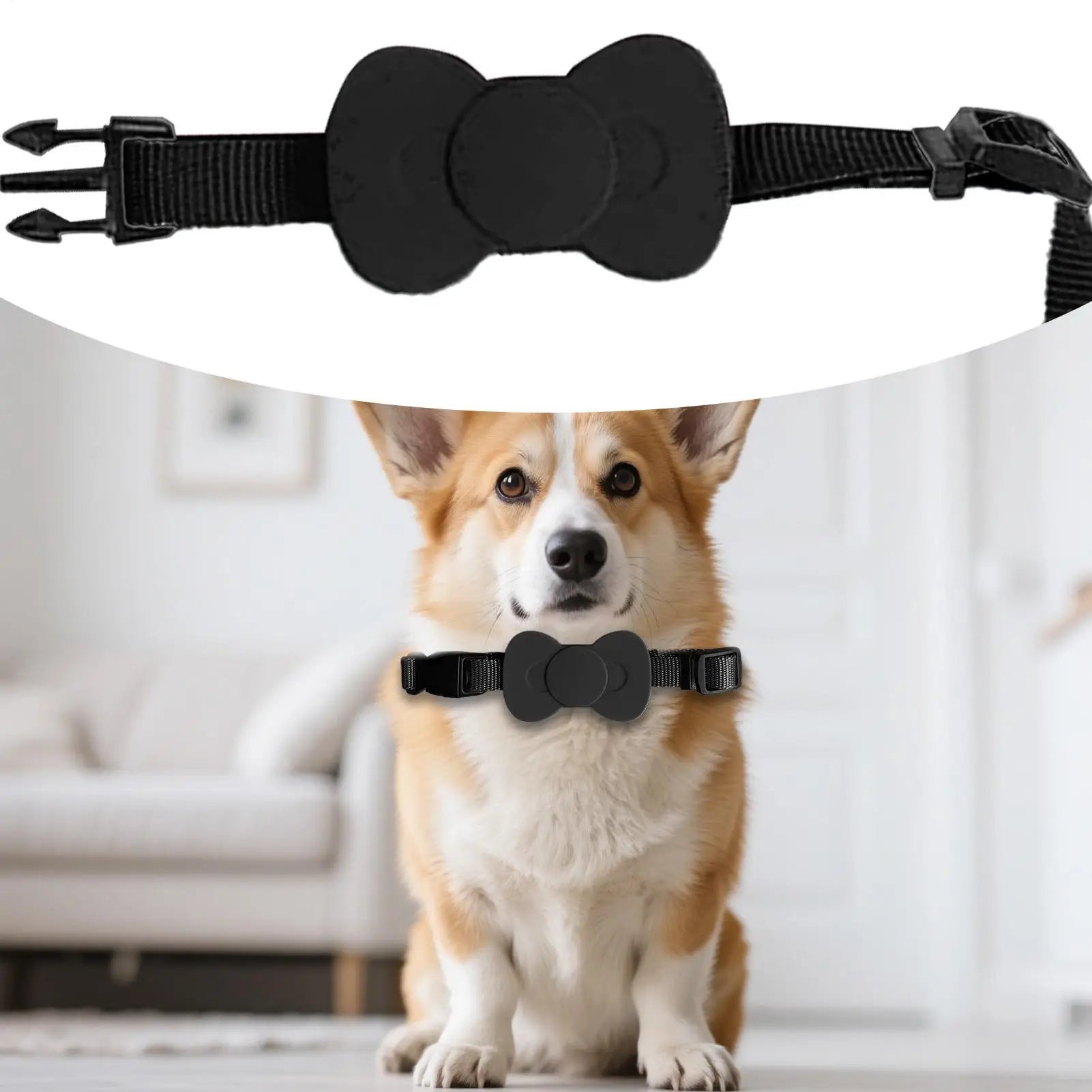Collier gps pour chat noir avec support AirTag discret en forme de nœud papillon. Chien Corgi portant ce collier gps chat réglable en intérieur. Un accessoire de sécurité type collier gps à chat bureau avec boucle breakaway et sangle en nylon robuste, idéal pour le suivi de vos petits animaux de compagnie.
