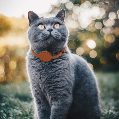 Collier gps pour chat marron en cuir avec support AirTag circulaire intégré. Chat gris British Shorthair en extérieur portant ce collier gps chat élégant et ajustable. Un accessoire de suivi type collier gps à chat bureau alliant design luxueux, robustesse et sécurité pour la protection de votre animal.