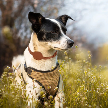 Collier gps pour chat marron en simili-cuir avec support AirTag circulaire. Petit chien en extérieur portant ce collier gps chat élégant et robuste au milieu des fleurs. Un accessoire de suivi type collier gps à chat conçu pour l'aventure, offrant confort et sécurité maximale lors des sorties en plein air.