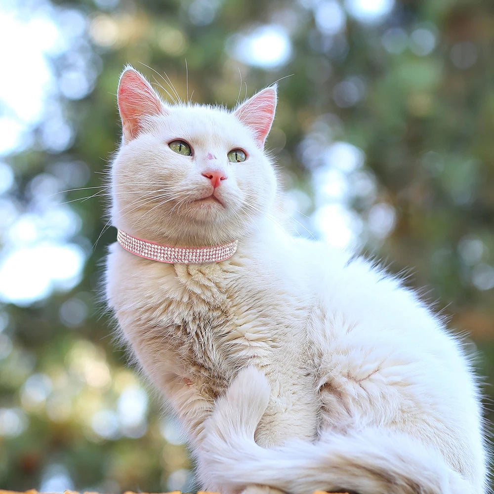UN COLLIER CHAT DIGNE D'UN BIJOU