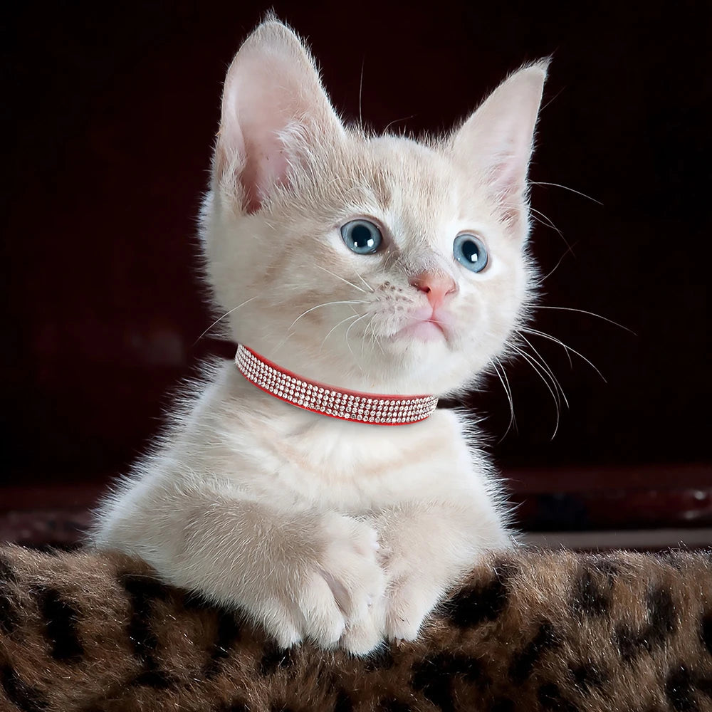 Portrait d'un chaton de couleur crème portant un collier de luxe rouge étincelant orné de strass brillants, regardant vers le haut avec des yeux bleus expressifs.