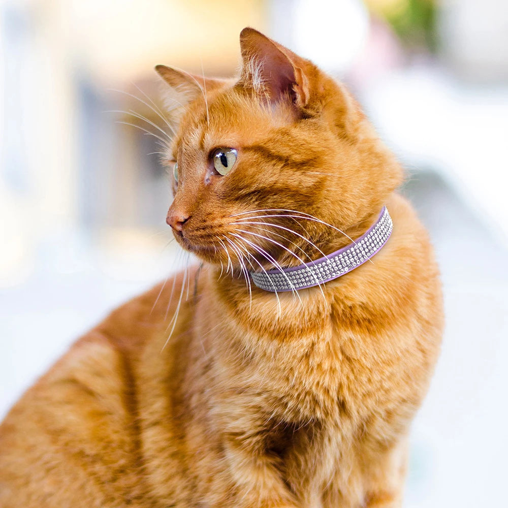 Chat roux portant un collier de luxe en velours violet orné de trois rangées de strass étincelants, photographié de profil dans une ambiance lumineuse.