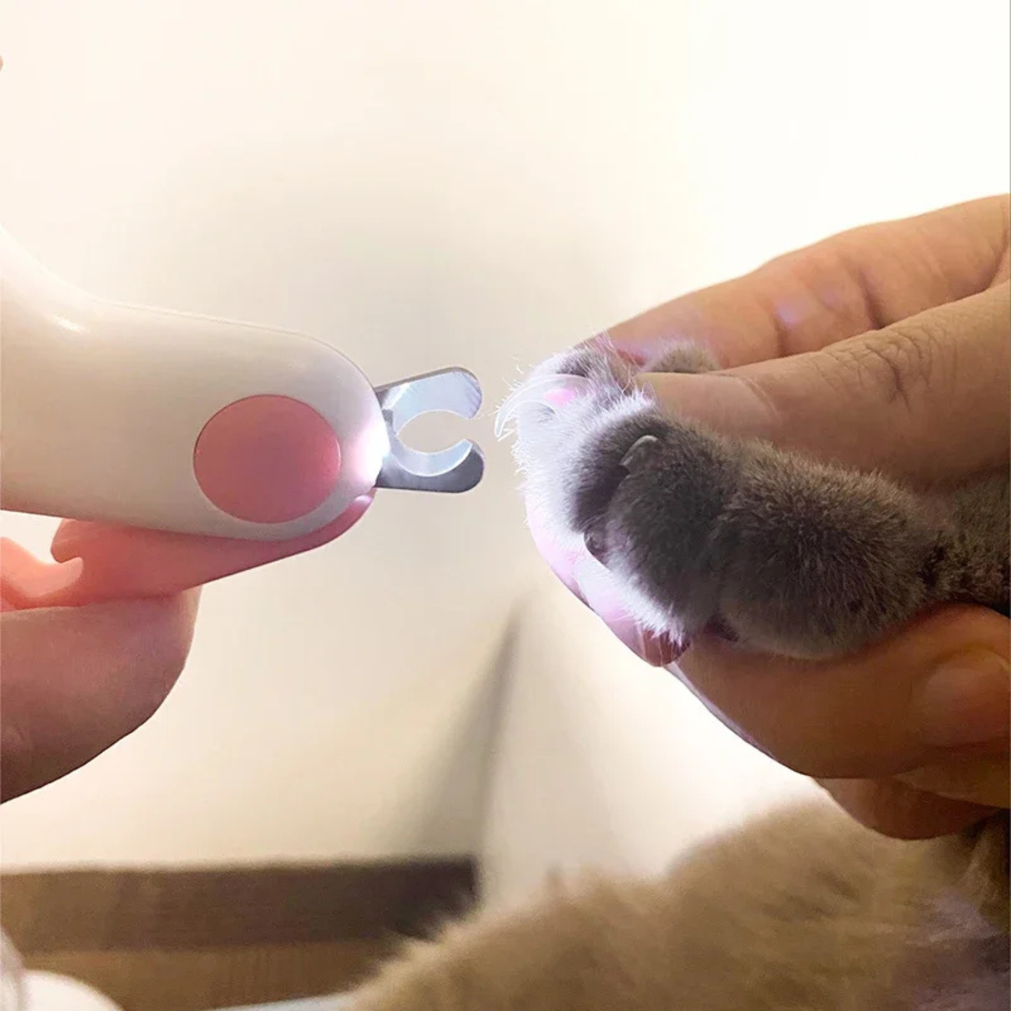 Utilisation d'un coupe-griffes pour chat avec lampe LED éclairant précisément la griffe pour une coupe sécurisée sans douleur, démonstration de la précision du soin à domicile.