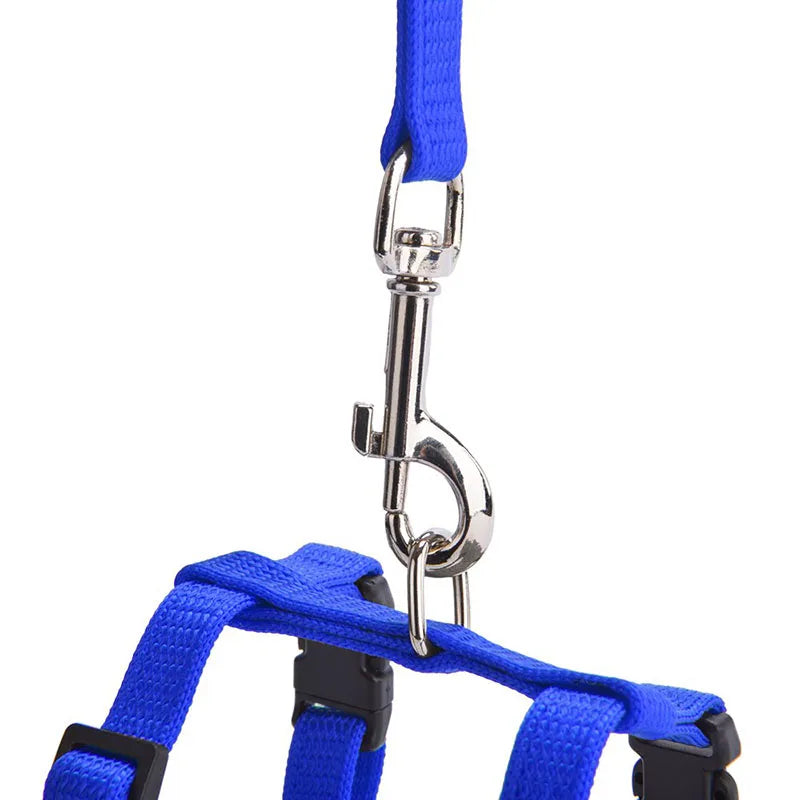 Gros plan sur le mousqueton métallique et l'anneau d'attache d'un harnais pour chat en nylon bleu. Ce harnais chat haute sécurité possède des coutures renforcées et un point d'ancrage robuste pour la laisse. Un détail technique essentiel de ce harnais animaux pour garantir une promenade sereine et une résistance optimale à la traction.