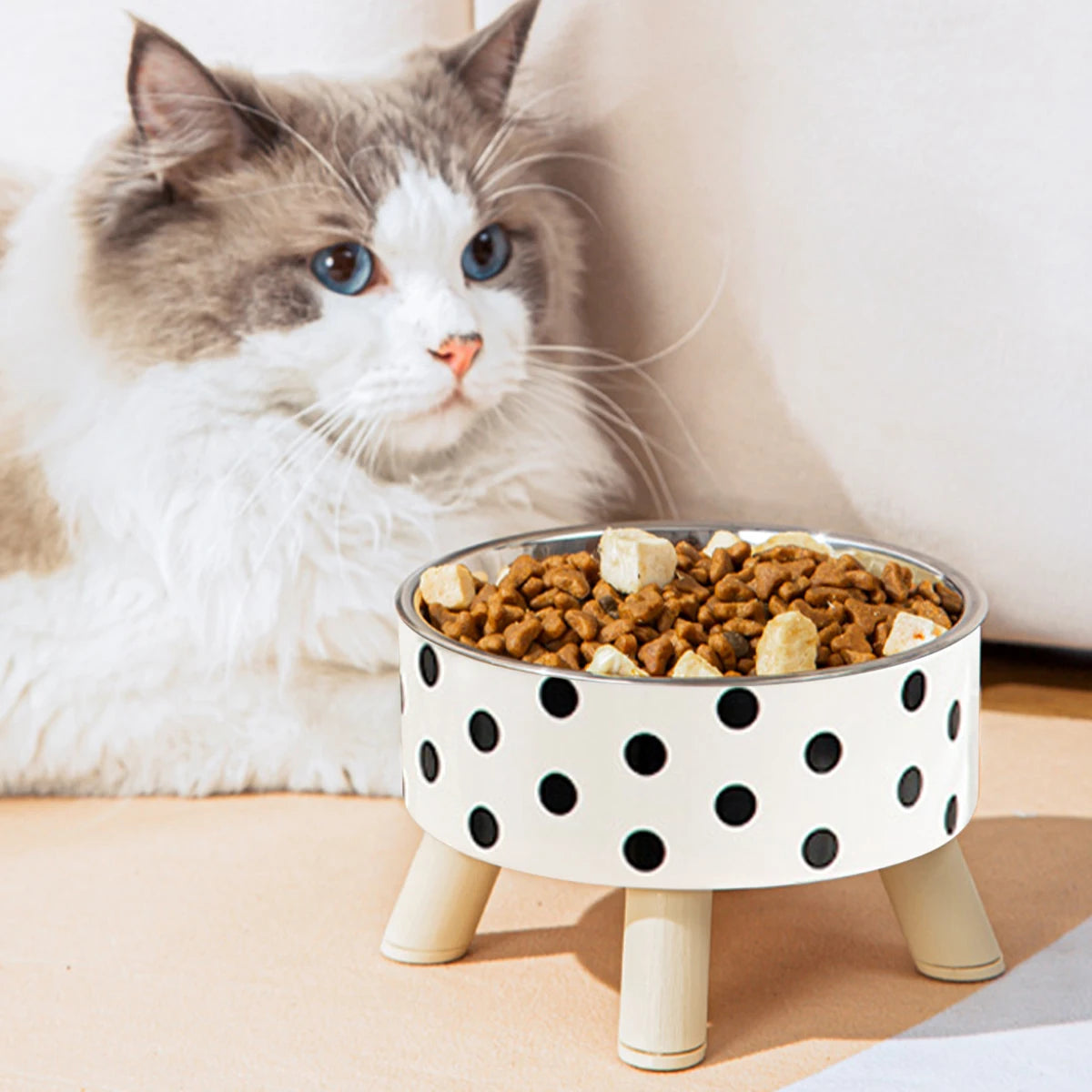 Chat Ragdoll à côté d'une gamelle pour chat surélevée avec bol en acier inoxydable et support blanc à pois noirs. Cette gamelle chat orthopédique sur pieds en bois assure un confort cervical optimal et une hygiène parfaite contre l'acné féline. Une gamelle de luxe au design scandinave pour le bien-être de votre animal