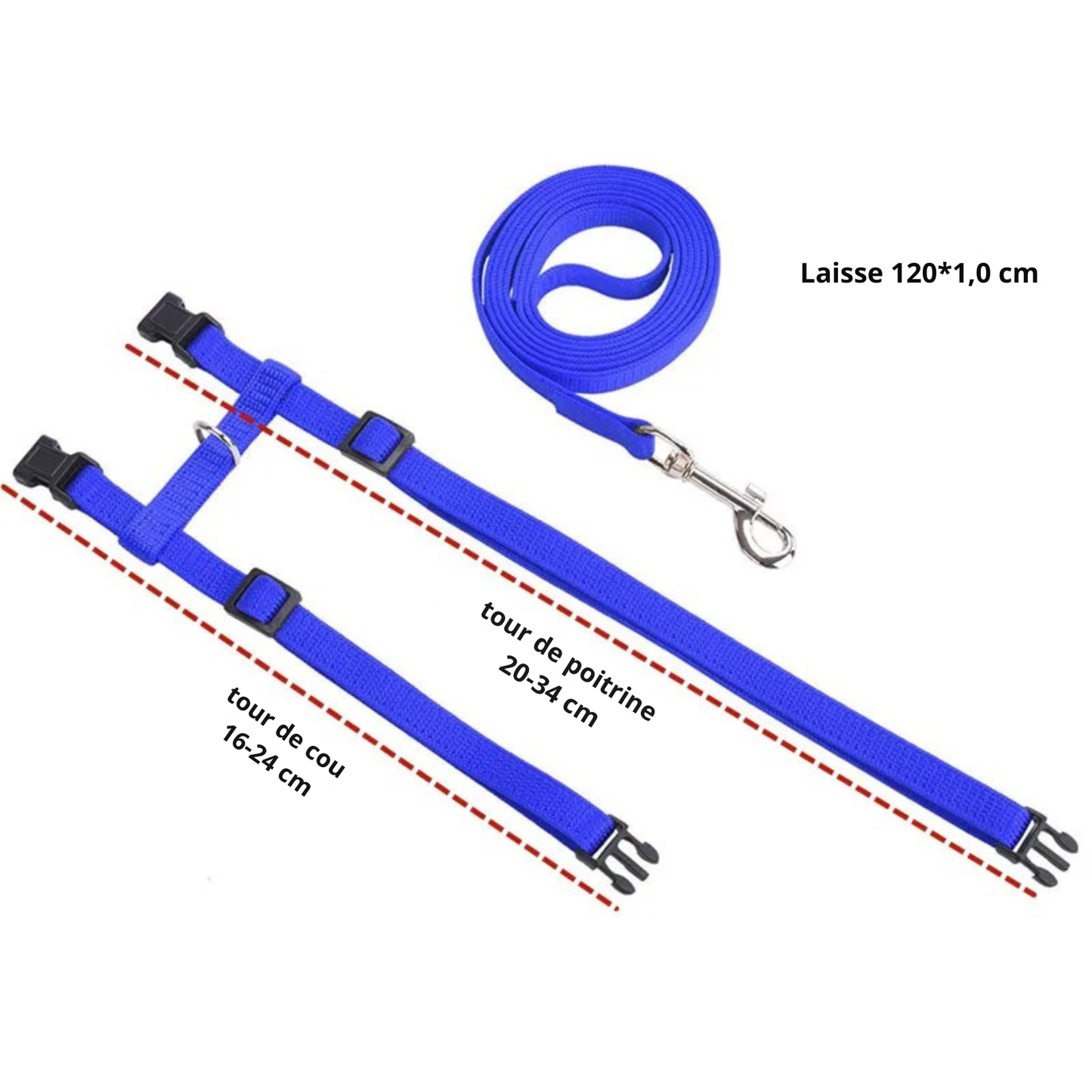 Infographie technique des dimensions du harnais pour chat en nylon bleu. Le guide indique un tour de cou de 16-24 cm et un tour de poitrine de 20-34 cm pour ce harnais chat ajustable. La laisse assortie mesure 120 cm par 1 cm. Un schéma indispensable pour choisir le harnais animaux idéal pour chaton ou petit chat en toute sécurité.