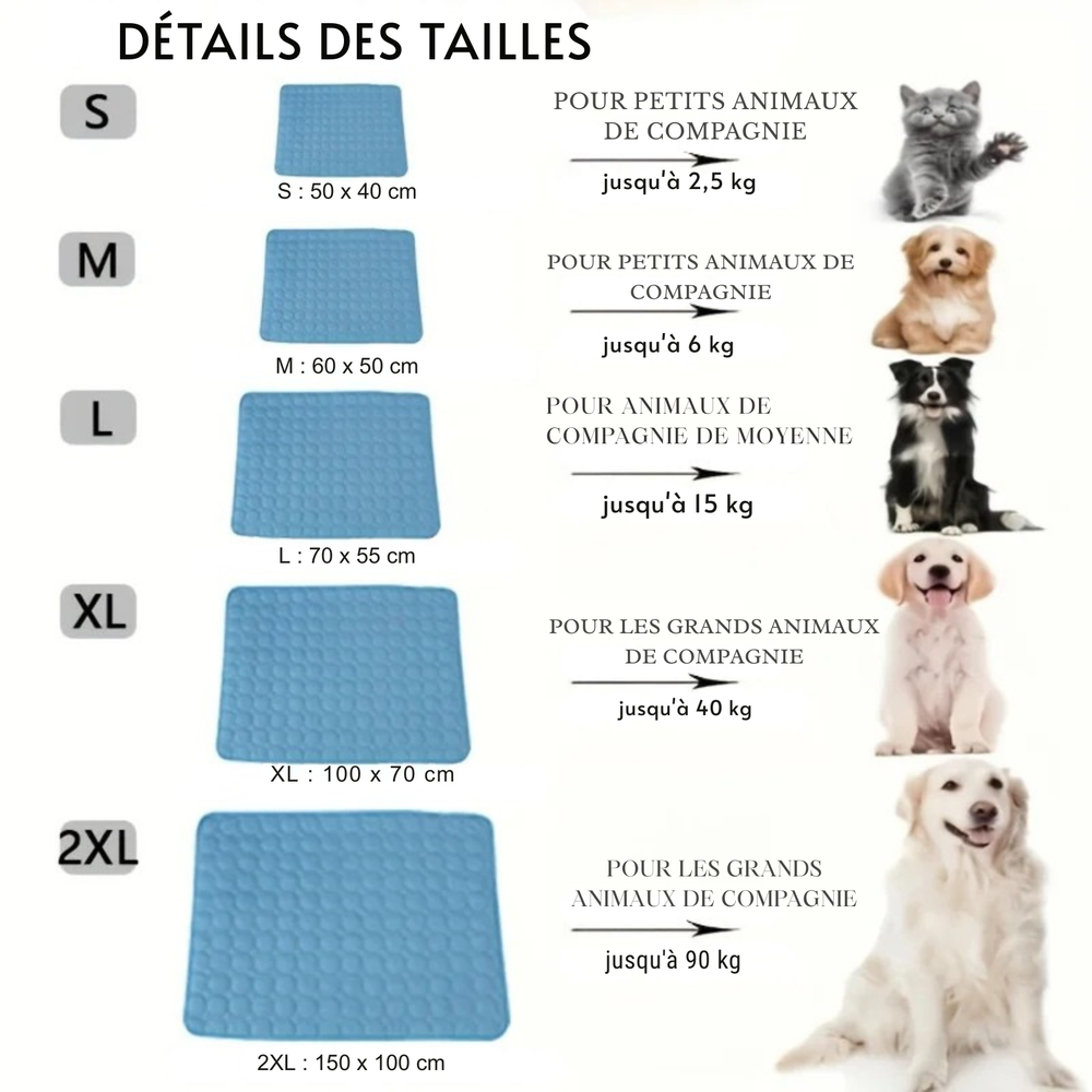 DU CHATON AU GRAND CHIEN
