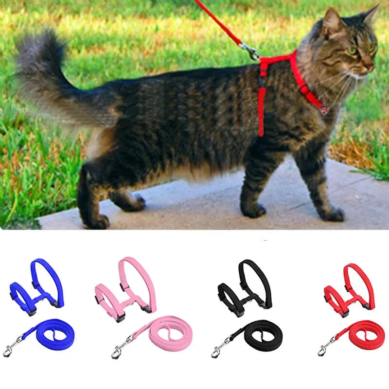 Ensemble laisse et harnais pour chat en nylon réglable disponible en rouge, noir, rose et bleu. Mise en situation d'un chat tigré portant un harnais chat de type H pour une promenade sécurisée en extérieur. Ce kit harnais animaux léger et robuste est doté de boucles clipsables rapides et d'un mousqueton métallique pour un contrôle total.