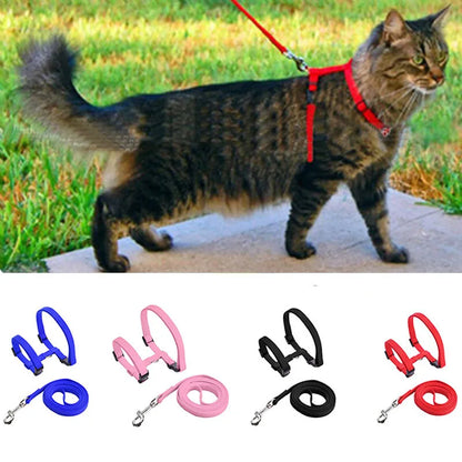 Ensemble laisse et harnais pour chat en nylon réglable disponible en rouge, noir, rose et bleu. Mise en situation d'un chat tigré portant un harnais chat de type H pour une promenade sécurisée en extérieur. Ce kit harnais animaux léger et robuste est doté de boucles clipsables rapides et d'un mousqueton métallique pour un contrôle total.