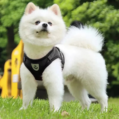 Mise en situation d'un harnais pour chien et petit chien noir en maille respirante porté par un Spitz blanc en extérieur. Ce harnais chat ergonomique avec logo réfléchissant offre un maintien sécurisé et confortable pour toutes les activités de plein air. Un harnais ergonomique ajustable haute qualité idéal pour les animaux de petite taille.