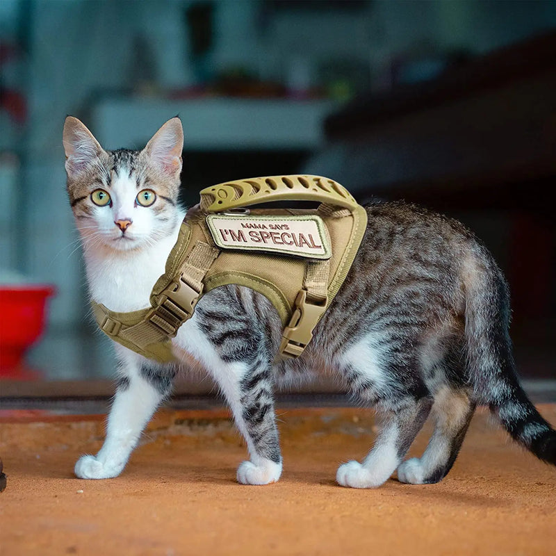 Harnais pour Chat Anti-Fugue : L'Aventure en Toute Sécurité