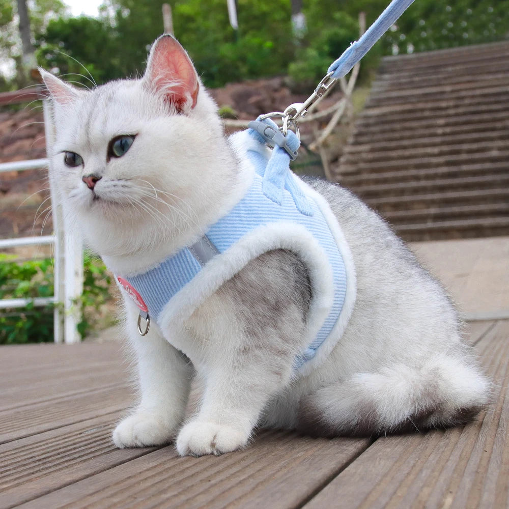 Chat blanc aux yeux bleus portant un harnais en velours côtelé bleu ciel avec des bordures blanches en peluche douce, présenté en situation extérieure avec sa laisse assortie. Ce gilet molletonné est le support de confort idéal pour placer un collier gps pour chaton tout en protégeant son pelage délicat. Assurez le bien-être de votre animal avec ce harnais élégant, parfaitement compatible avec l'usage d'un collier gps chat pour des promenades sereines grâce à ce support de collier gps haut de gamme.
