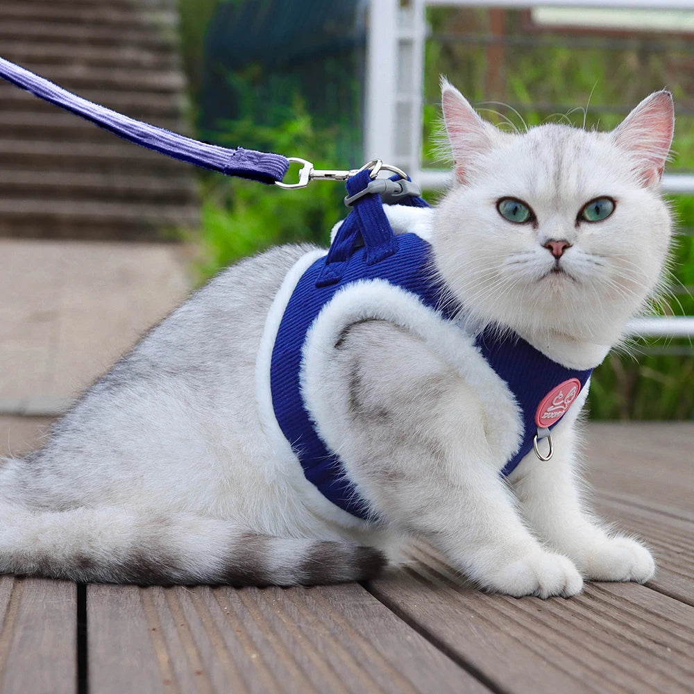 Chat blanc aux yeux bleus portant un harnais en velours côtelé bleu roi avec des bordures blanches en peluche douce, présenté assis sur une terrasse avec sa laisse assortie. Ce gilet molletonné est le support de confort idéal pour placer un collier gps pour chaton tout en protégeant son pelage délicat. Assurez le bien-être de votre animal avec ce harnais élégant, parfaitement compatible avec l'usage d'un collier gps chat pour des promenades sereines grâce à ce support de collier gps haut de gamme.