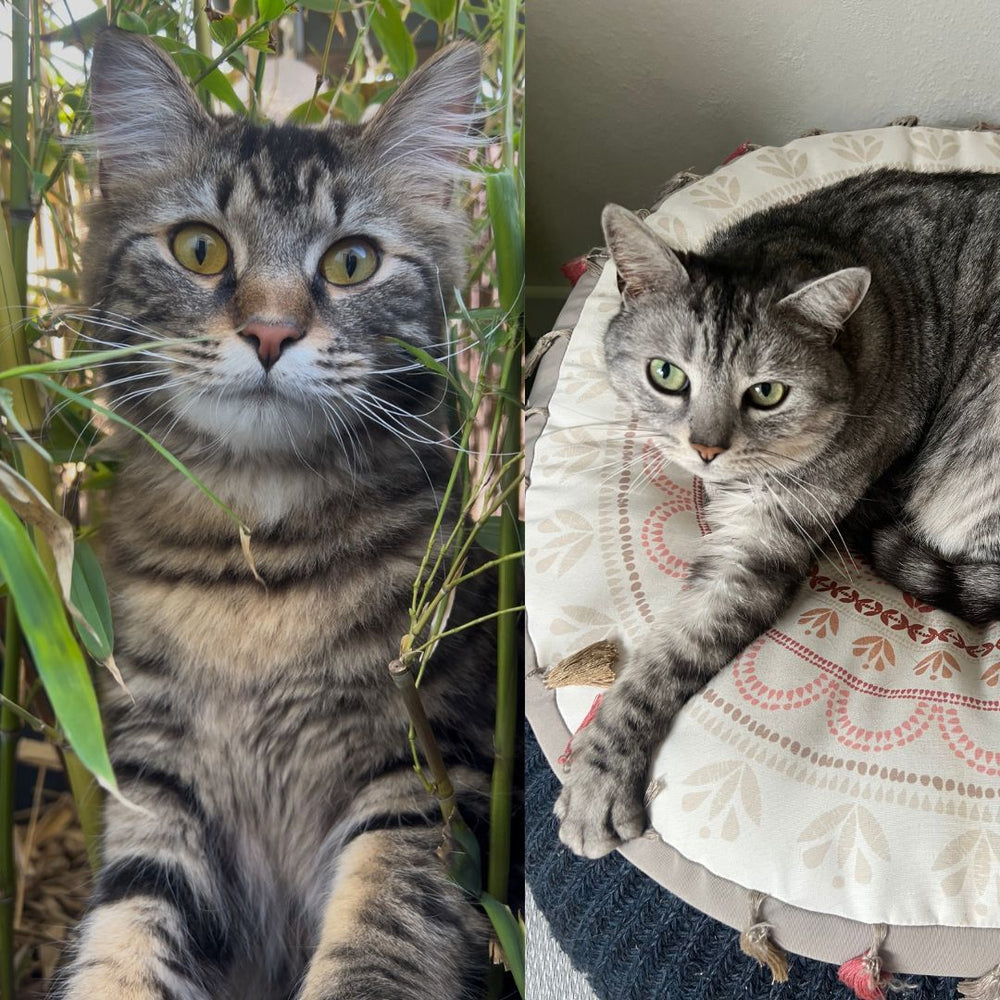 Owly & Moka ont tout testé avant vous
