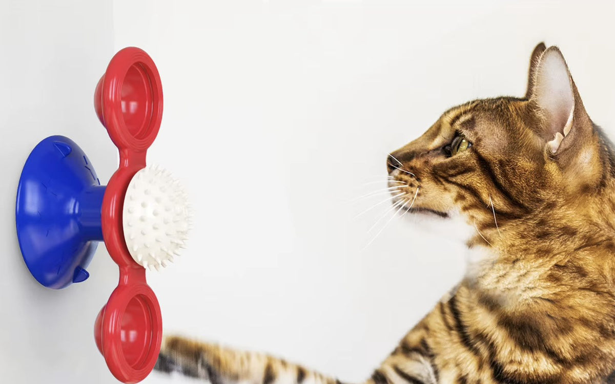 Moulin à vent pour chat rouge et bleu fixé au mur par sa ventouse, et un chat bengal qui le regarde — Les Trésors d'Owka