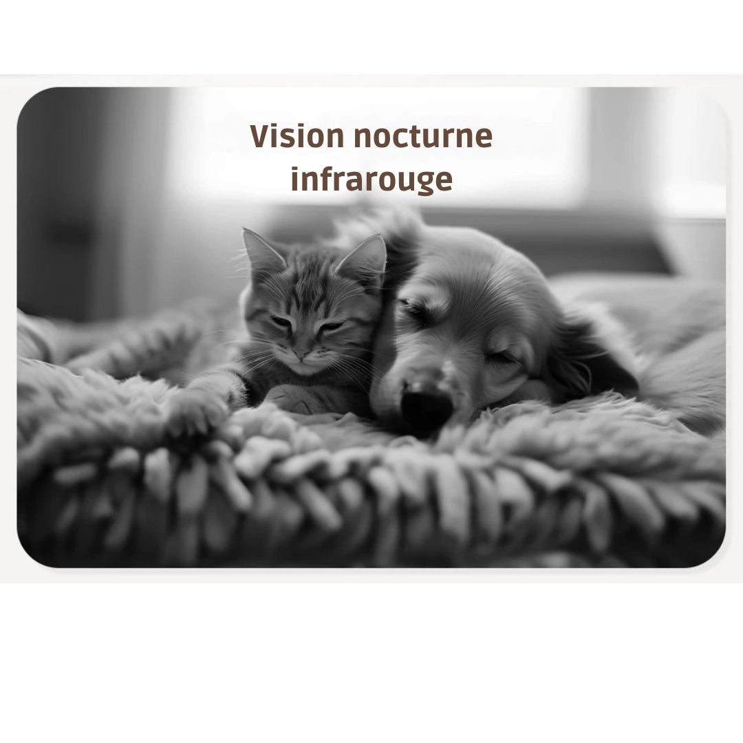 Démonstration de la vision nocturne infrarouge haute définition montrant un chaton et un chien endormis ensemble, avec une image nette et détaillée en noir et blanc.