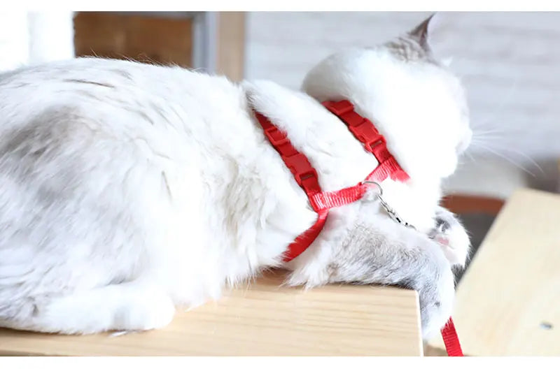Vue dorsale d'un chat blanc portant un harnais pour chat rouge en nylon ajustable. Ce harnais chat de type H montre le système de double fermeture par clips sécurisés et l'anneau d'attache dorsal métallique. Un accessoire harnais animaux léger et robuste conçu pour une sécurité anti-évasion totale lors des balades, s'adaptant confortablement à la morphologie de votre félin.
